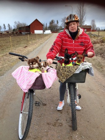 cykeltur med hundarna 