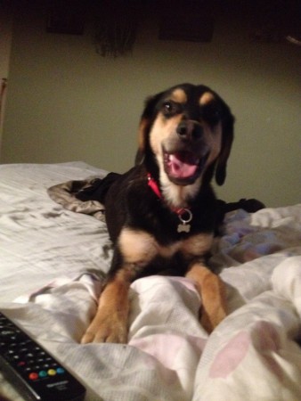 Doglas en hund som jag är jourfamilj för han kommer från friends forever