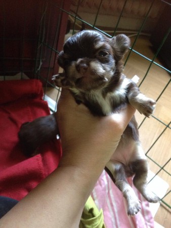 Chanel 3 veckor gammal