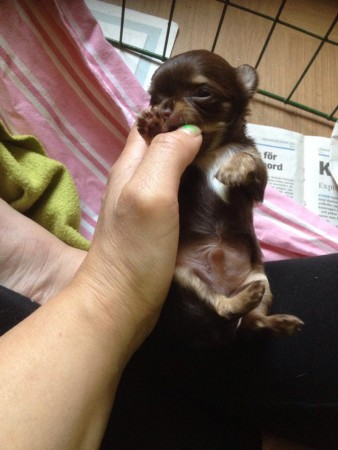 Ferrari 3 veckor gammal