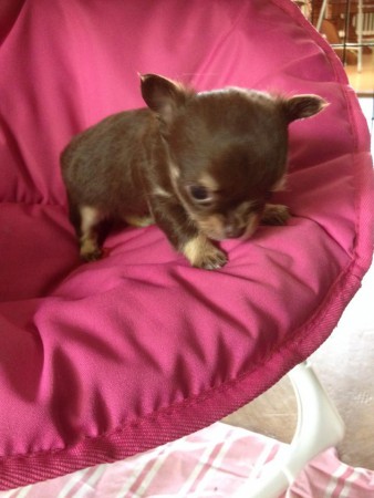 Chanel 5 veckor gammal 