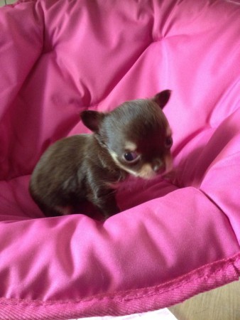 Chanel 5 veckor gammal